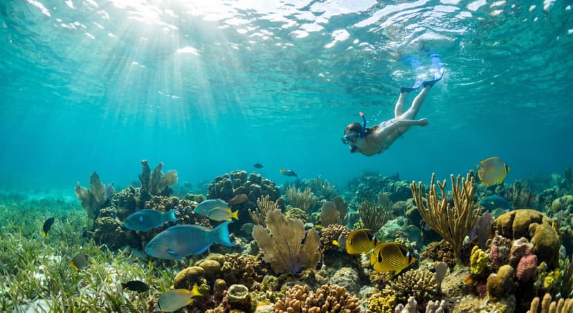 Underwater snorkeling scene in crystal clear turquoise water off the Miami coast showing a person snorkeling over a vibrant coral reef with colorful tropical fish, sun rays streaming through the water surface, seagrass beds and sea fans visible in Biscayne Bay