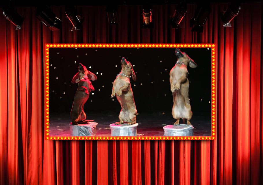 75-Minute Popovich Comedy Pet Theater in Las Vegas Gallery Image 3