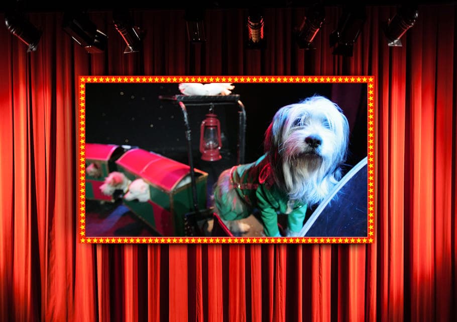 75-Minute Popovich Comedy Pet Theater in Las Vegas Gallery Image 4